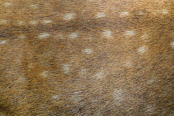 Burmese Brow-Antlered Deer skin texture.