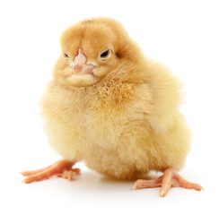 Fototapeta premium Small yellow chicken.