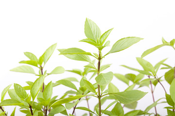 Close-up fresh basil leaves on white