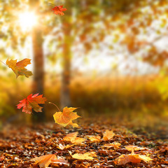 Beau paysage d& 39 automne avec des arbres jaunes et du soleil.