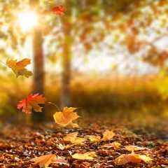 Photo sur Plexiglas Automne Beau paysage d& 39 automne avec des arbres jaunes et du soleil.