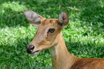 Burmese brow-antlered deer or Rucervus eldii thamin.