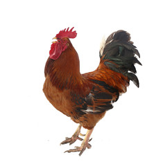 Rooster isolated on white background Symbol of chinese new year
