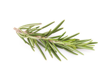 Fototapeta premium rosemary isolated on white background