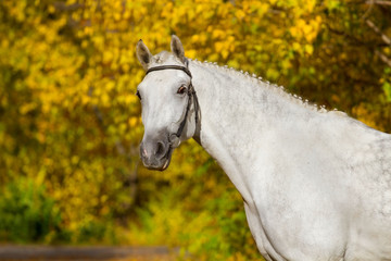 Obraz na płótnie Canvas White horse against autumn yellow trees