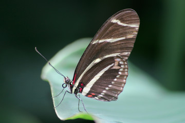 Zebra Heliconian