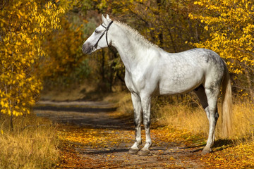 White horse  against autumn yellow trees