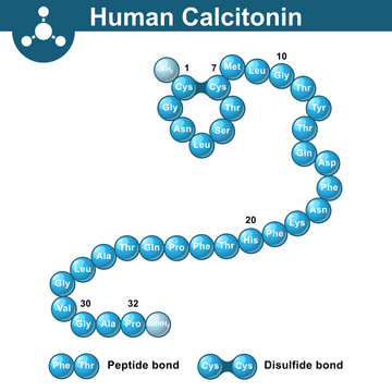 Human calcitonin hormone peptide molecule