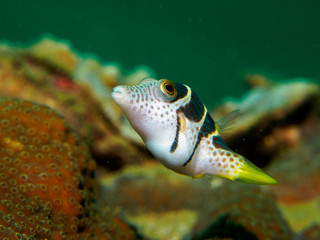 blowfish under the sea