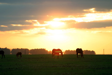 beautiful silhouettes of horses grazing in a meadow