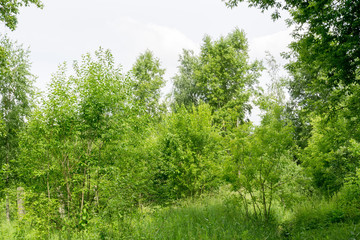 Green Summer Trees