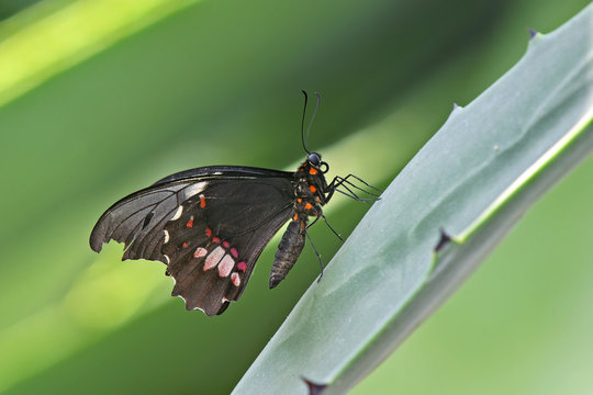 Transandean Cattleheart