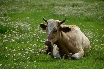 Cow lying down on the meadow