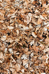 Fallen leaves texture