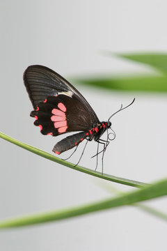 Transandean Cattleheart