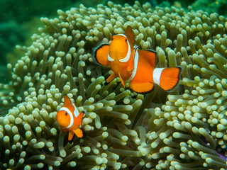 Fototapeta na wymiar anemone fish at underwater, philippines