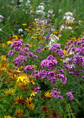 wildflowers