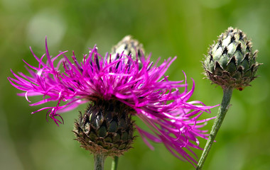 thistle