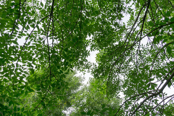 Obraz premium Green Summer Trees