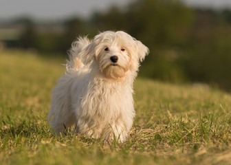 Havaneser Hund Welpe spielt auf der Wiese