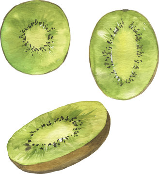 Set of kiwi slices on white background. Hand drawn vector watercolor illustration.