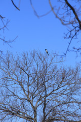 bare tree branches against the sky