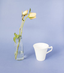 Yellow rose and white cup