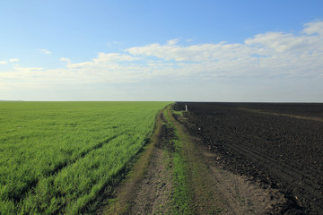 Fototapeta na wymiar dirt road in a field