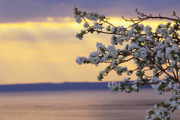 flowering branches of apple trees in the sunset