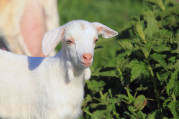Goat with kids on a meadow