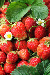 crop of strawberries