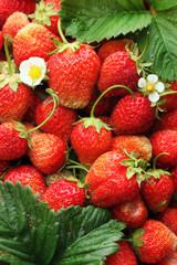 crop of strawberries - 119415934