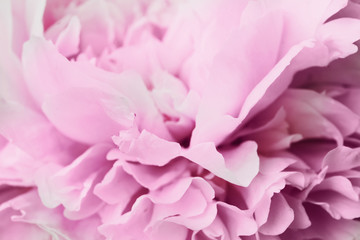 pink peony