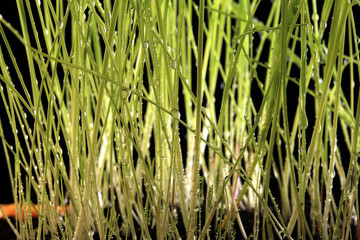 Obraz premium young green grass