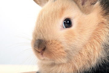 Fototapeta premium bunny rabbit