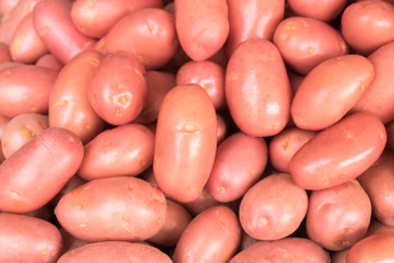 Fresh young red potatoes for sale at city farmers market