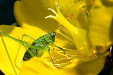 jaune et vert