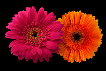 Pink and orange gerbera with stem isolated on black background