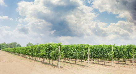 Fototapeta premium Vineyard with ripening grapes against of the sky with clouds