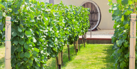 Vineyard on a background of old wine barrel