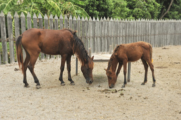 Fototapeta premium Horse