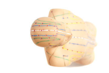 Medical acupuncture model of human isolated on white background