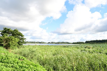 Obraz premium Beautiful blue sky and lush green trees