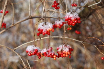 red viburnum