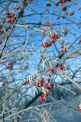 Rowan in hoarfrost