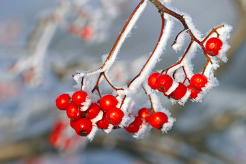 Rowan in hoarfrost