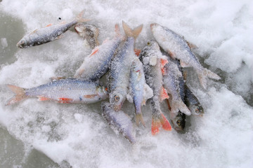fish on ice river