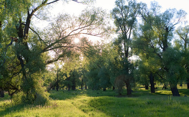 morning in an oak grove