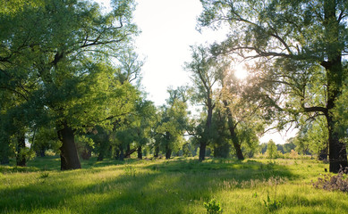 morning in an oak grove