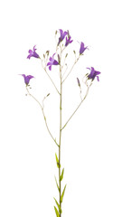 Flowers wild lilac-purple bell